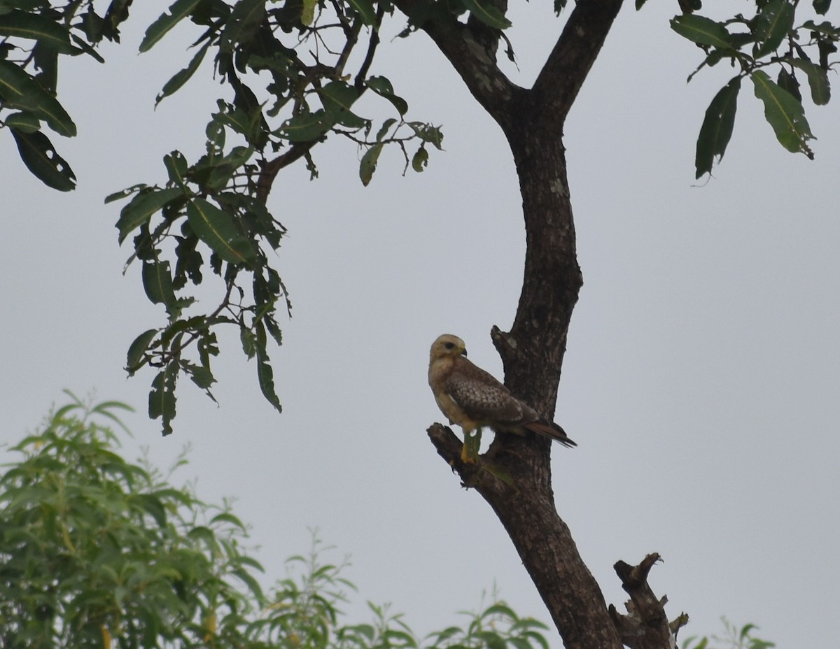 White-eyed Buzzard - ML610045681