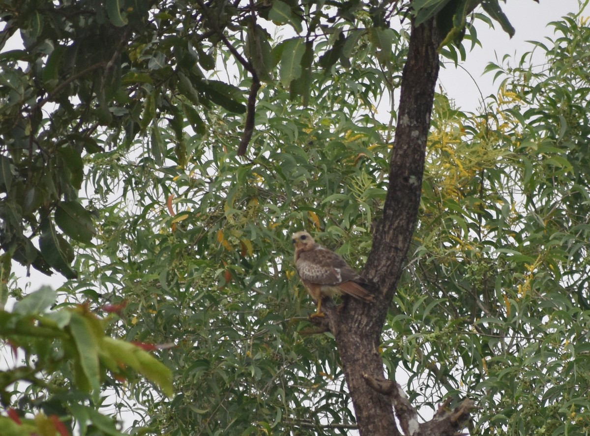 White-eyed Buzzard - ML610045685