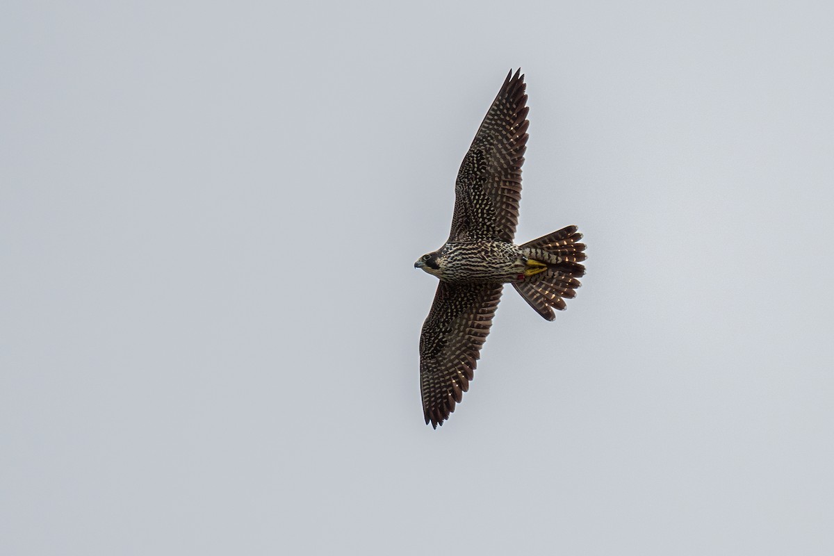 Peregrine Falcon - Ian Campbell