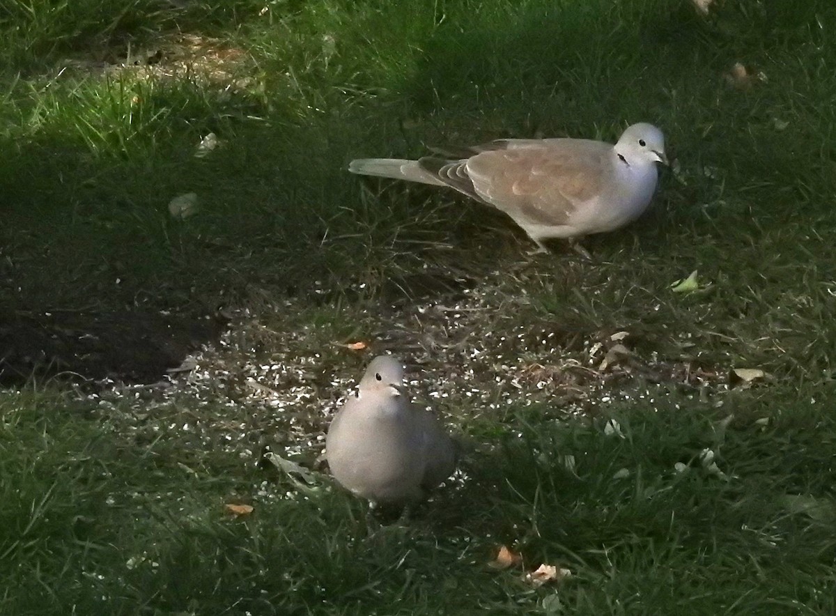 tyrkerdue - ML610045884