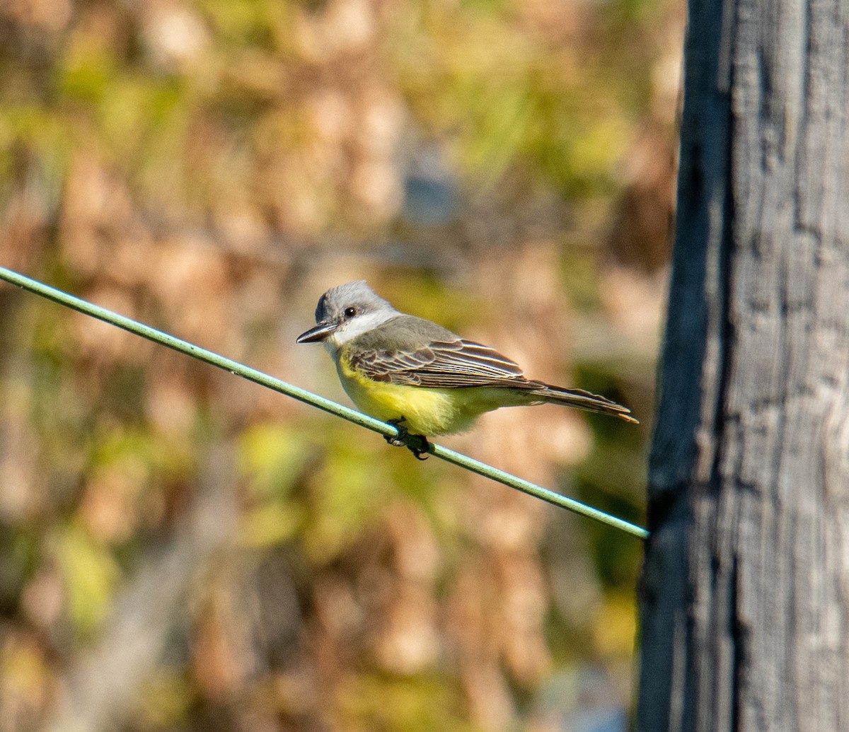 Tropical Kingbird - Brian Barnabo