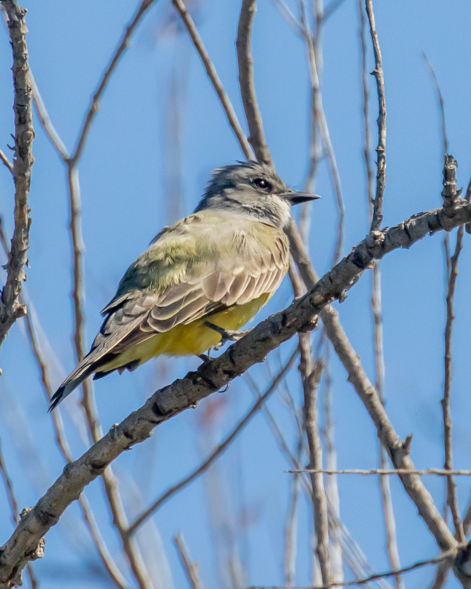 Cassin's Kingbird - ML610045953