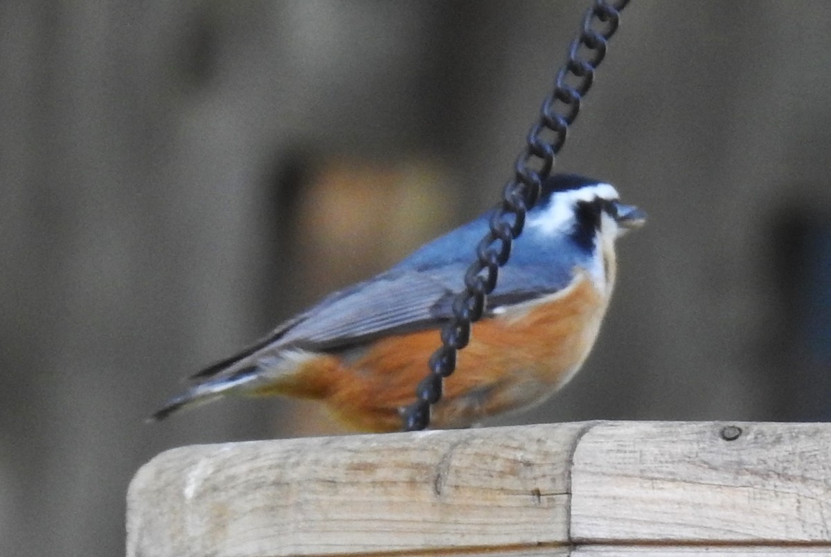 Red-breasted Nuthatch - ML610045983