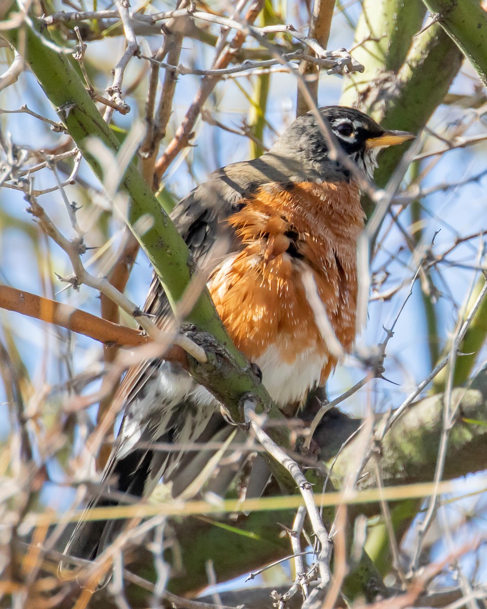 American Robin - ML610046018