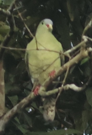 Ashy-headed Green-Pigeon - ML610046038