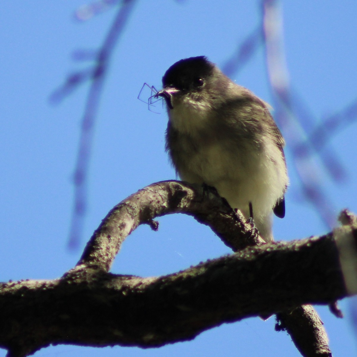 Eastern Phoebe - ML610046039