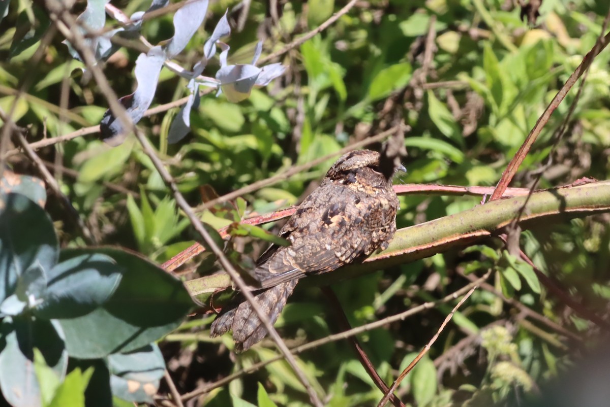 Montane Nightjar (Abyssinian) - ML610046048