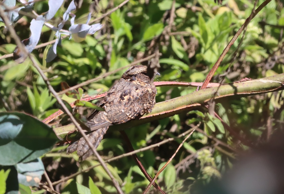 Montane Nightjar (Abyssinian) - ML610046049