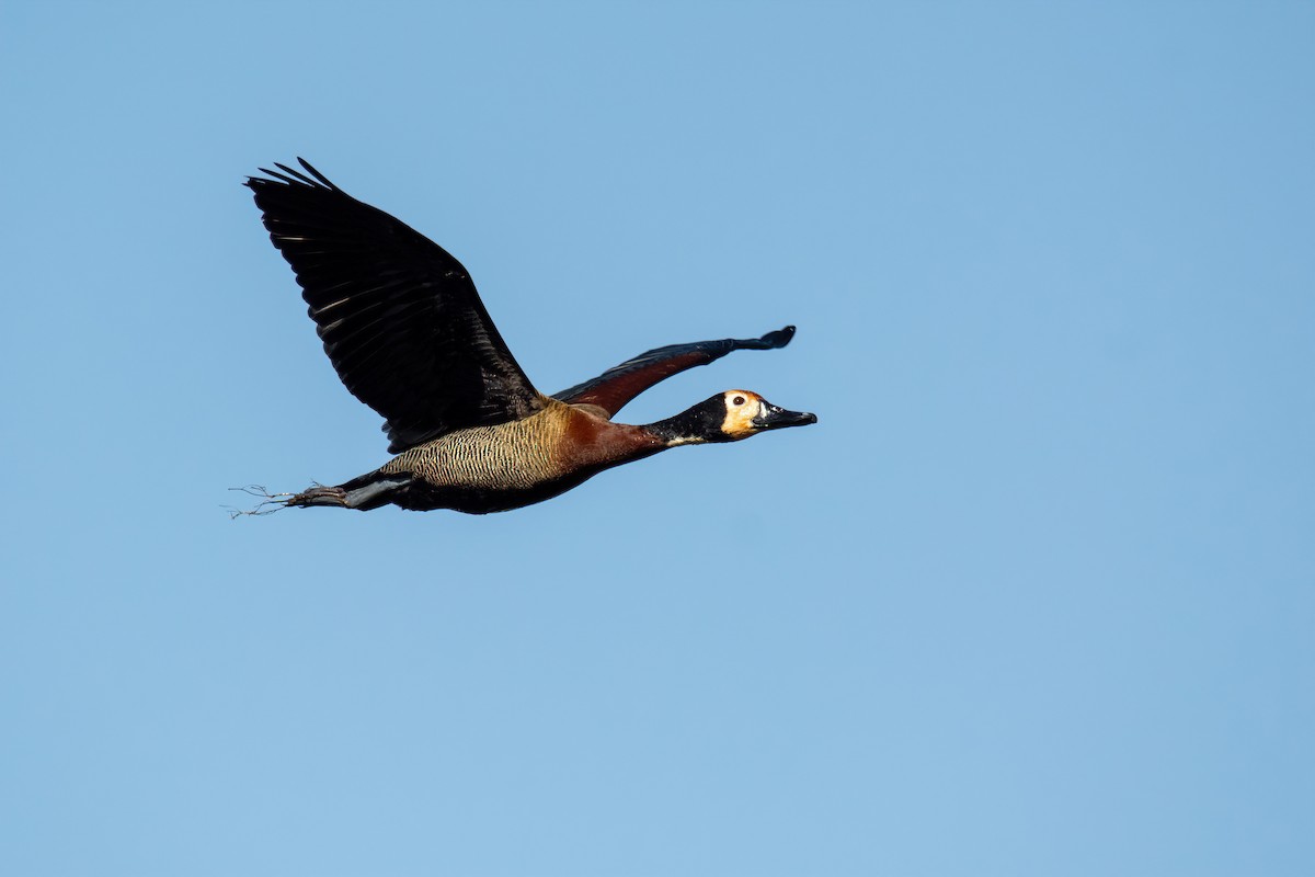 White-faced Whistling-Duck - ML610046142