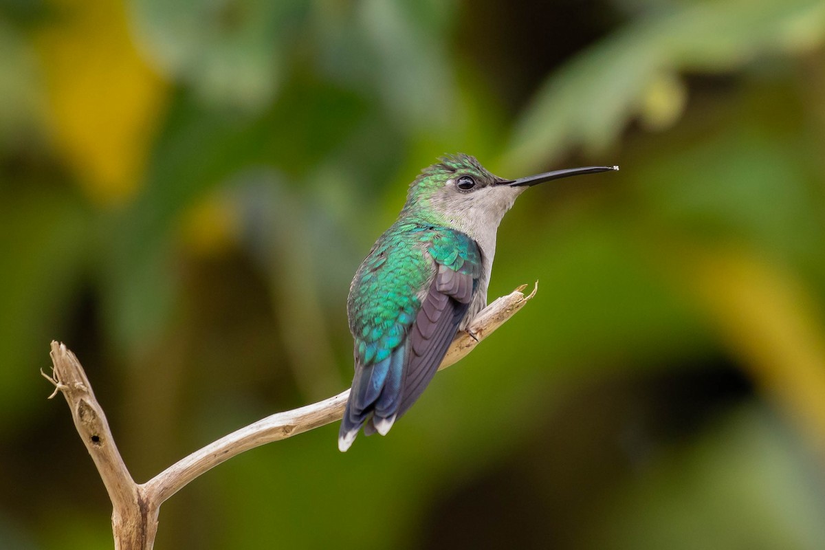 Crowned Woodnymph (Northern Violet-crowned) - ML610046150