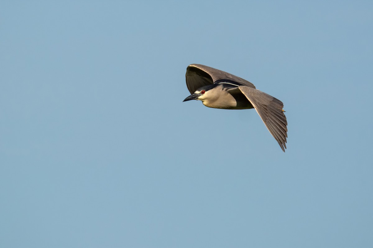 Black-crowned Night Heron - ML610046234