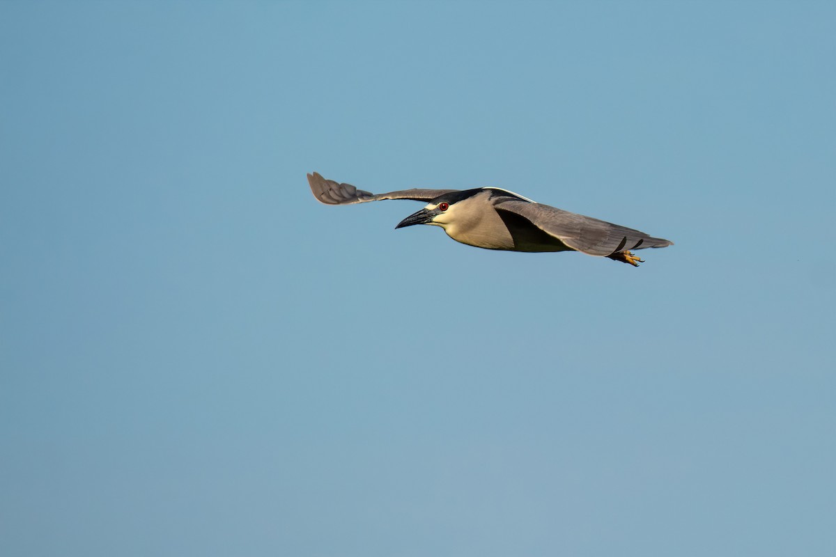 Black-crowned Night Heron - ML610046235