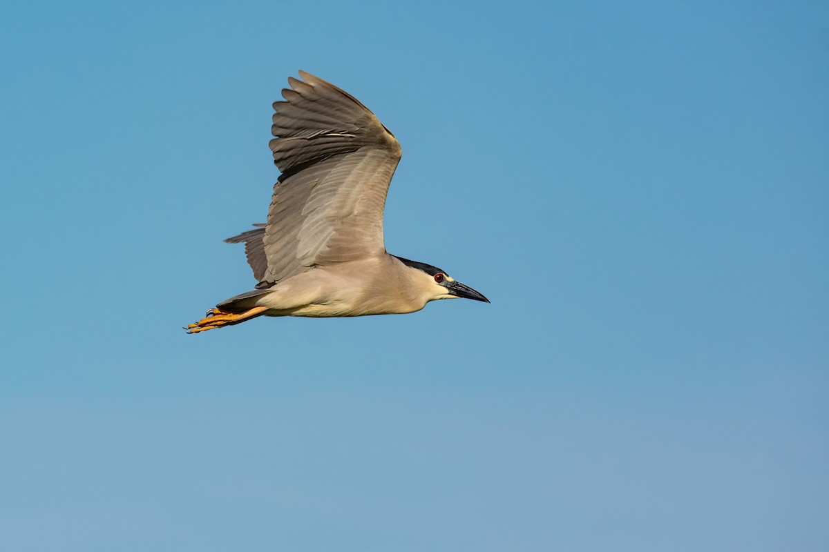 Black-crowned Night Heron - ML610046236