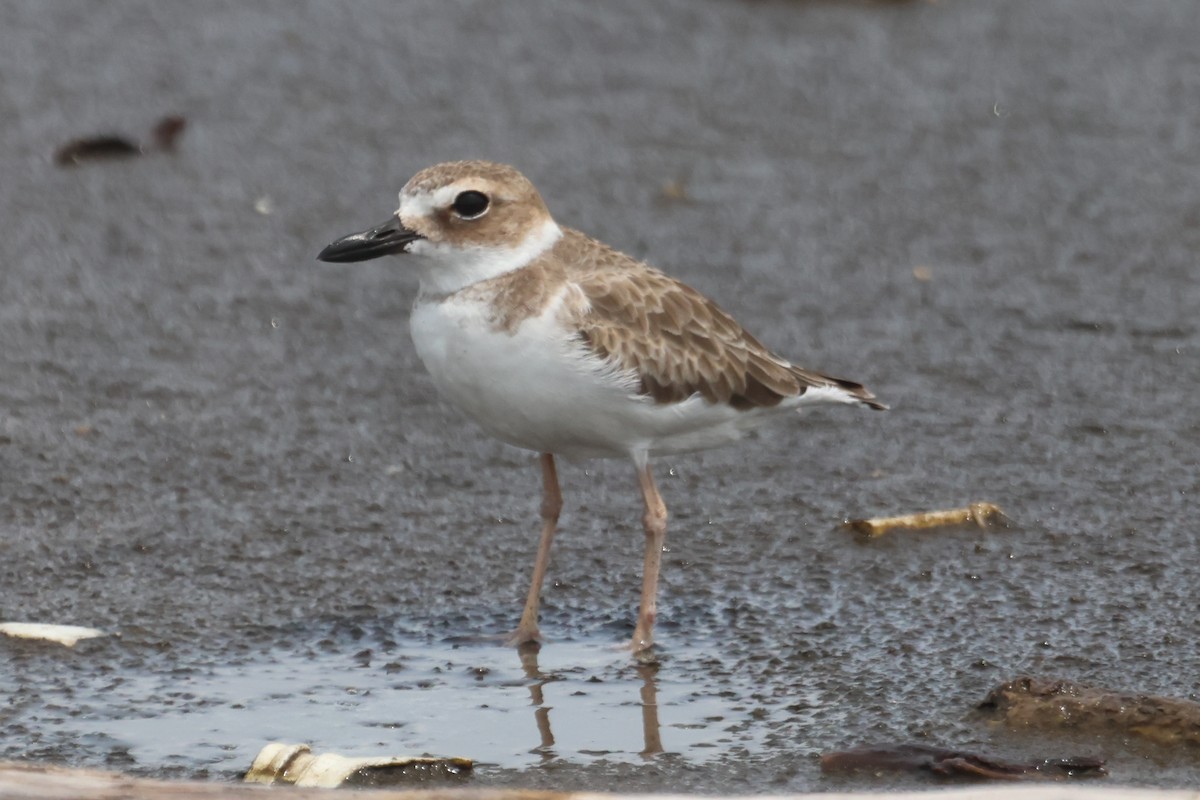 Wilson's Plover - ML610046242