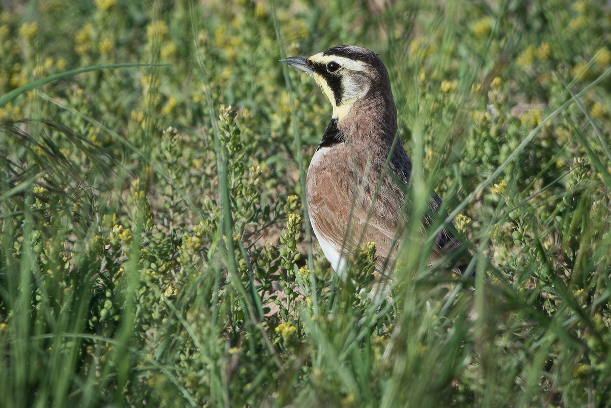 Horned Lark - ML610046256