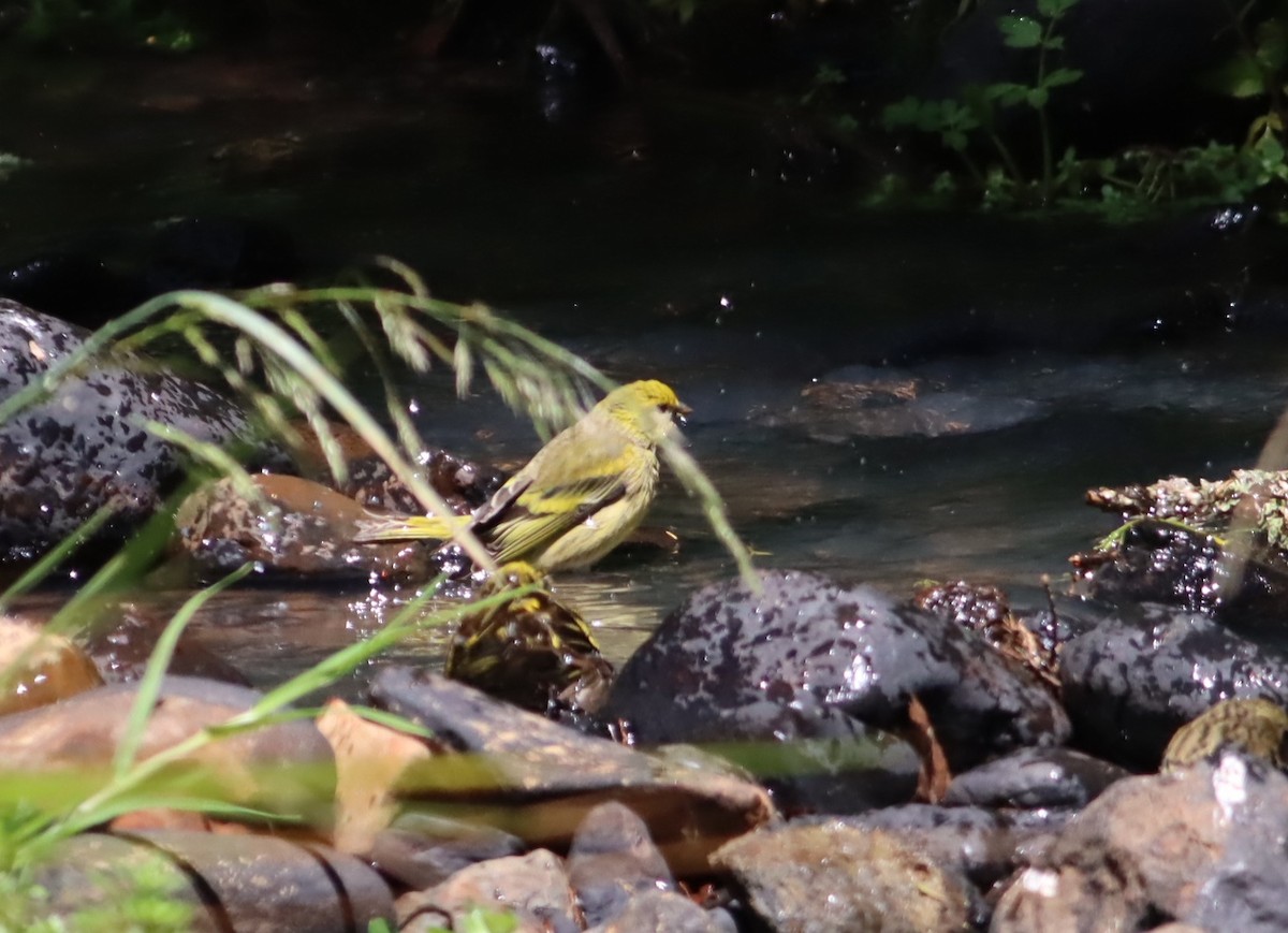 Serin à calotte jaune - ML610046259