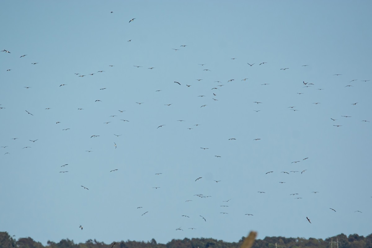 Black Skimmer - ML610046263