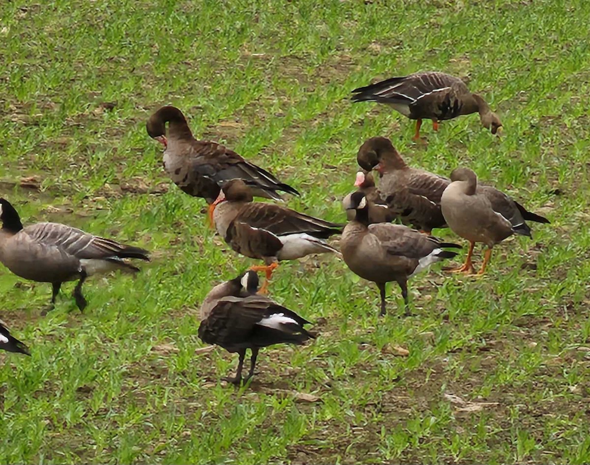 Greater White-fronted Goose - Brad Edwards