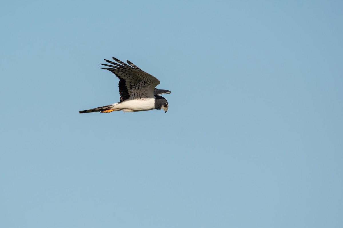 Long-winged Harrier - ML610046292