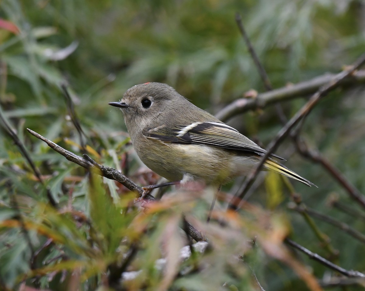 Ruby-crowned Kinglet - ML610046296