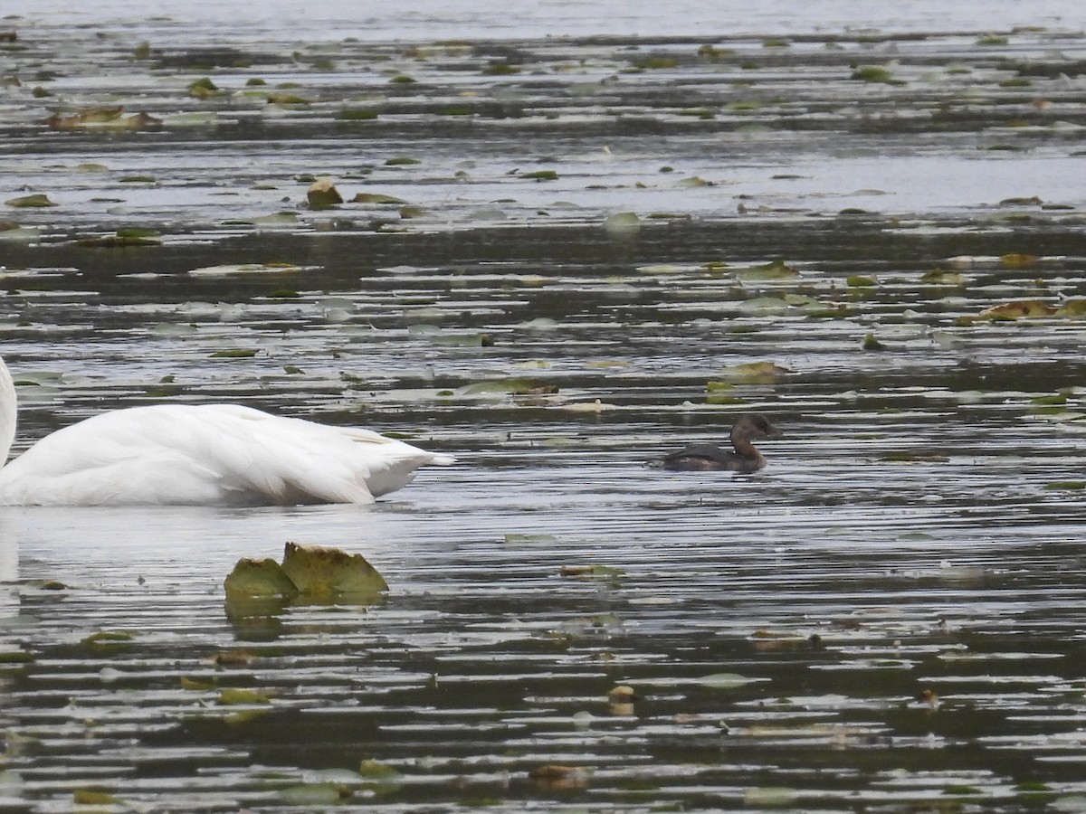 Pied-billed Grebe - ML610046299