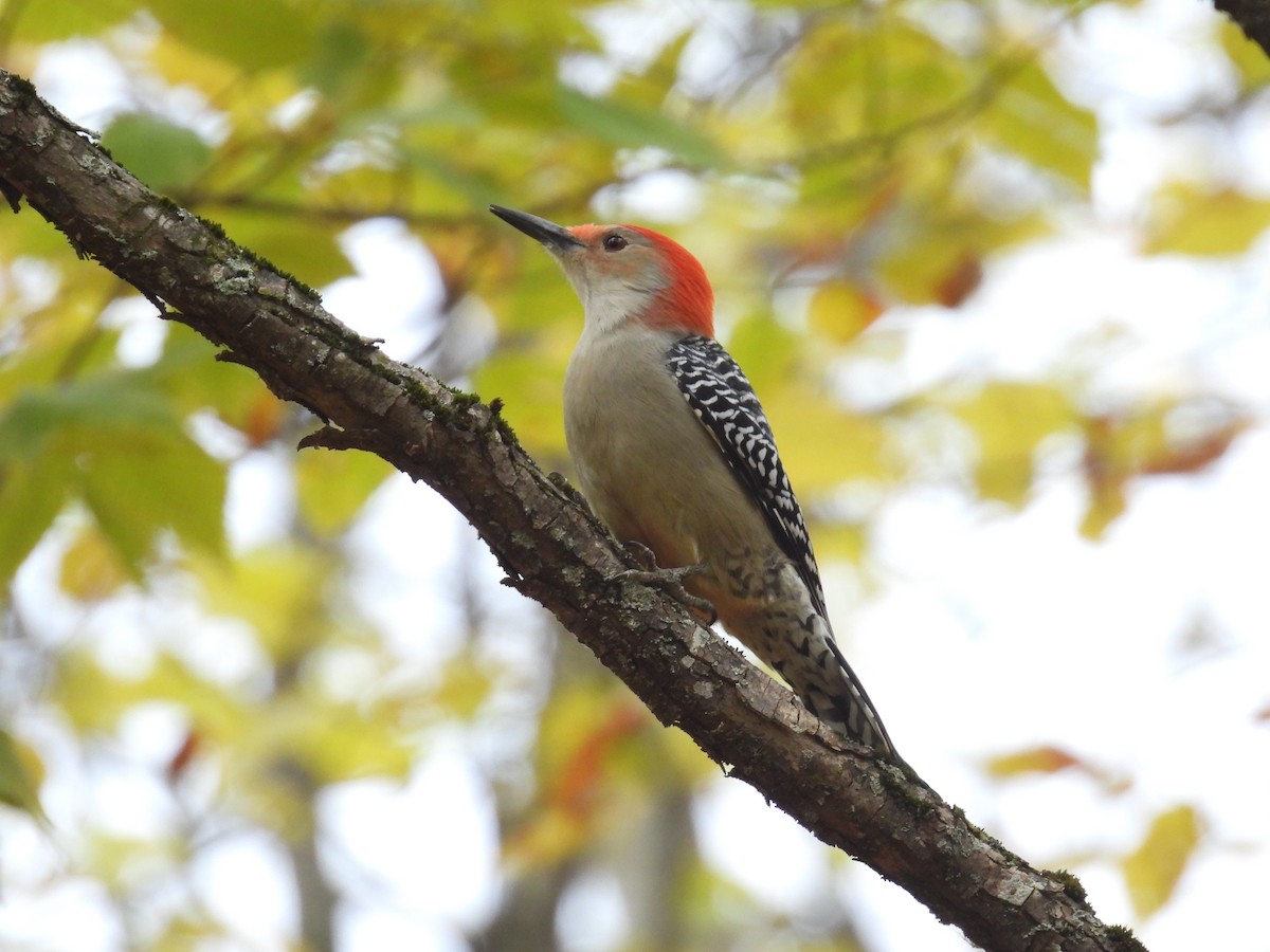 Red-bellied Woodpecker - C Douglas