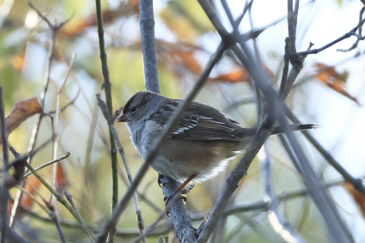 White-crowned Sparrow - ML610046322