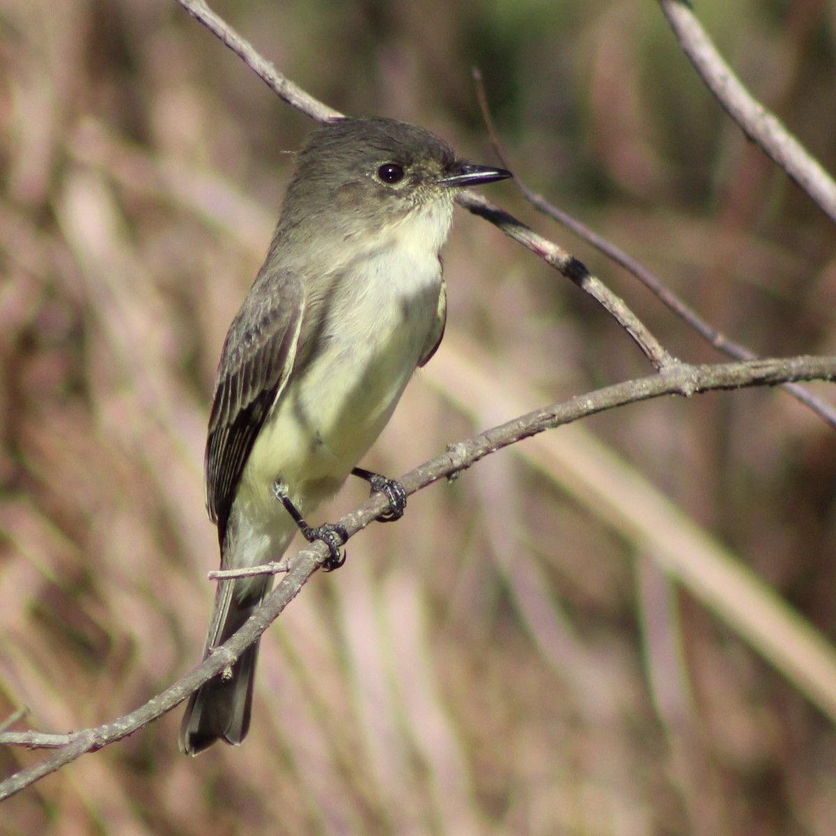 Eastern Phoebe - ML610046372