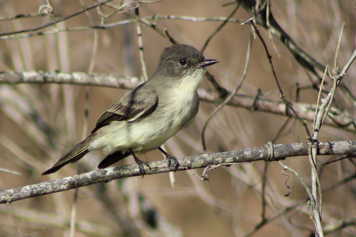 Eastern Phoebe - ML610046374