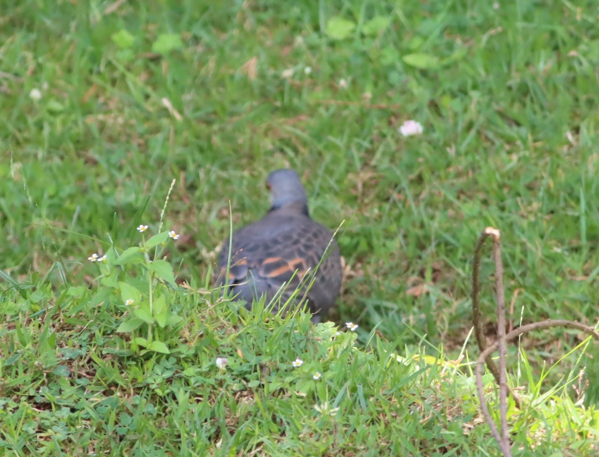 Dusky Turtle-Dove - ML610046407