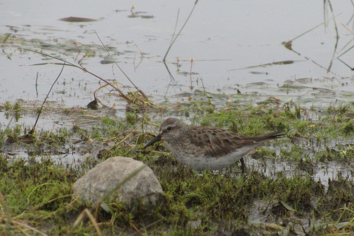 White-rumped Sandpiper - ML610046410