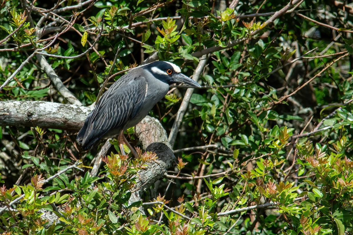 Yellow-crowned Night Heron - ML610046478