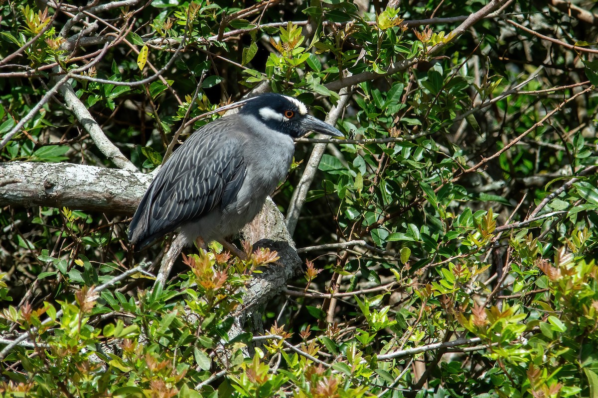 Yellow-crowned Night Heron - ML610046480