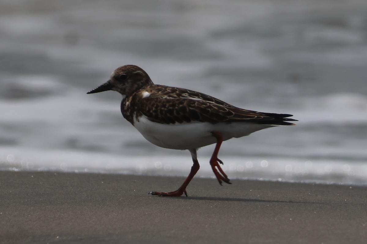 Ruddy Turnstone - ML610046498