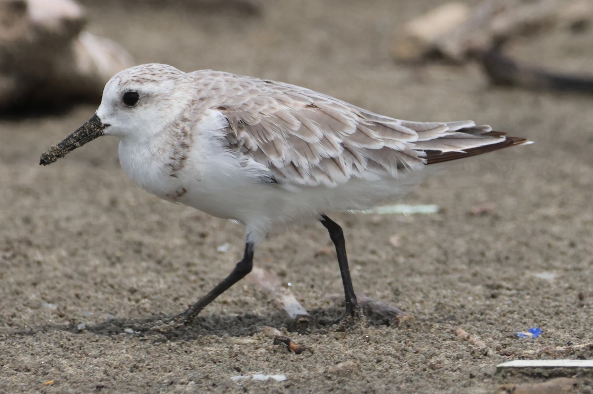 Sanderling - Jorge Alcalá