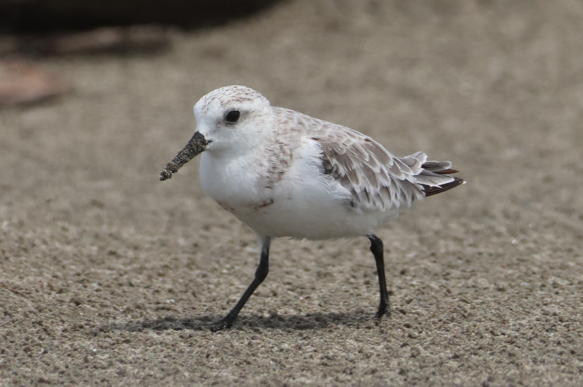 Sanderling - Jorge Alcalá