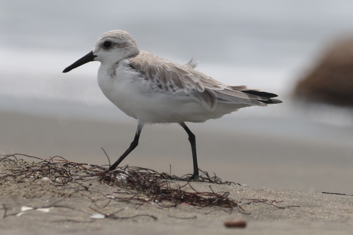 Sanderling - Jorge Alcalá