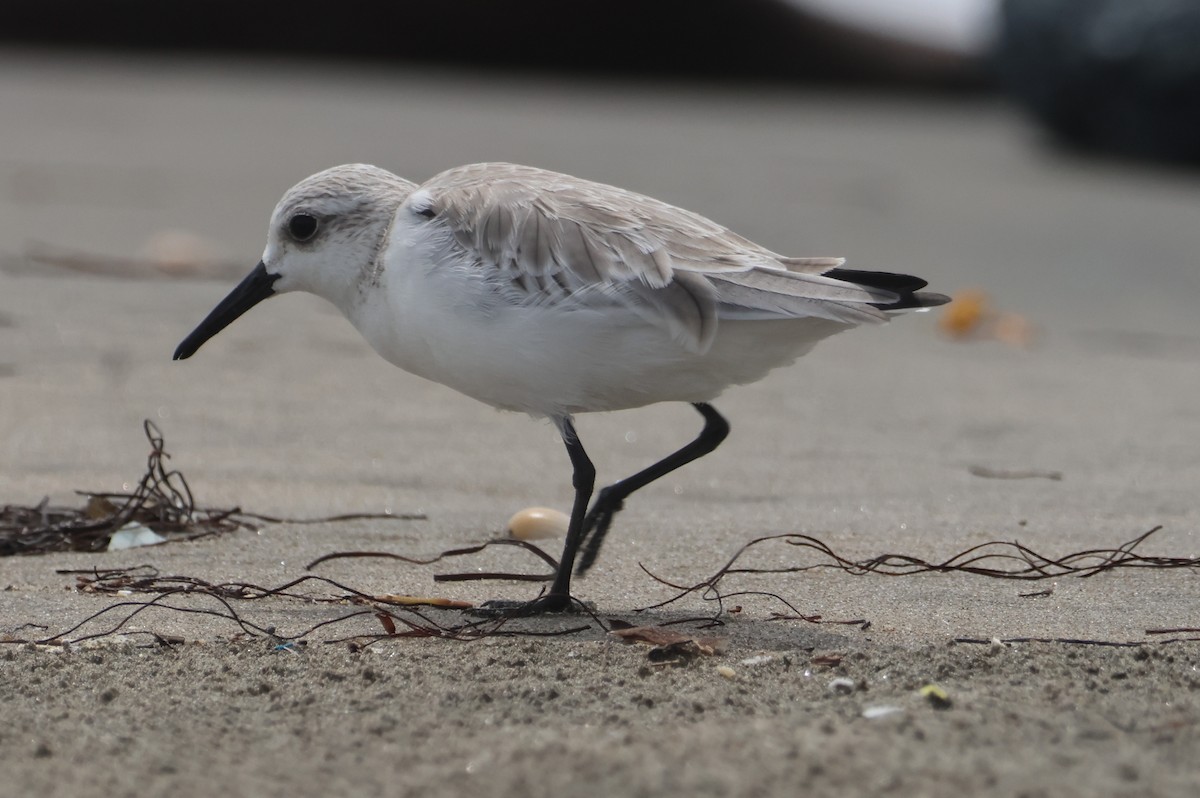 Sanderling - Jorge Alcalá