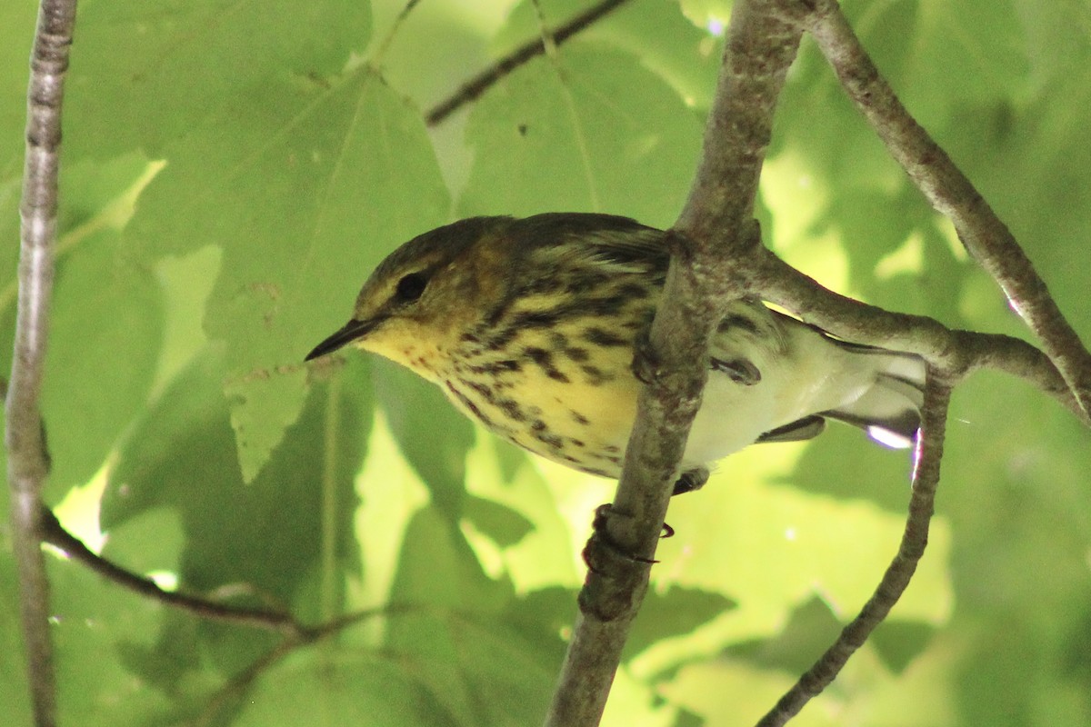 Cape May Warbler - ML610046520