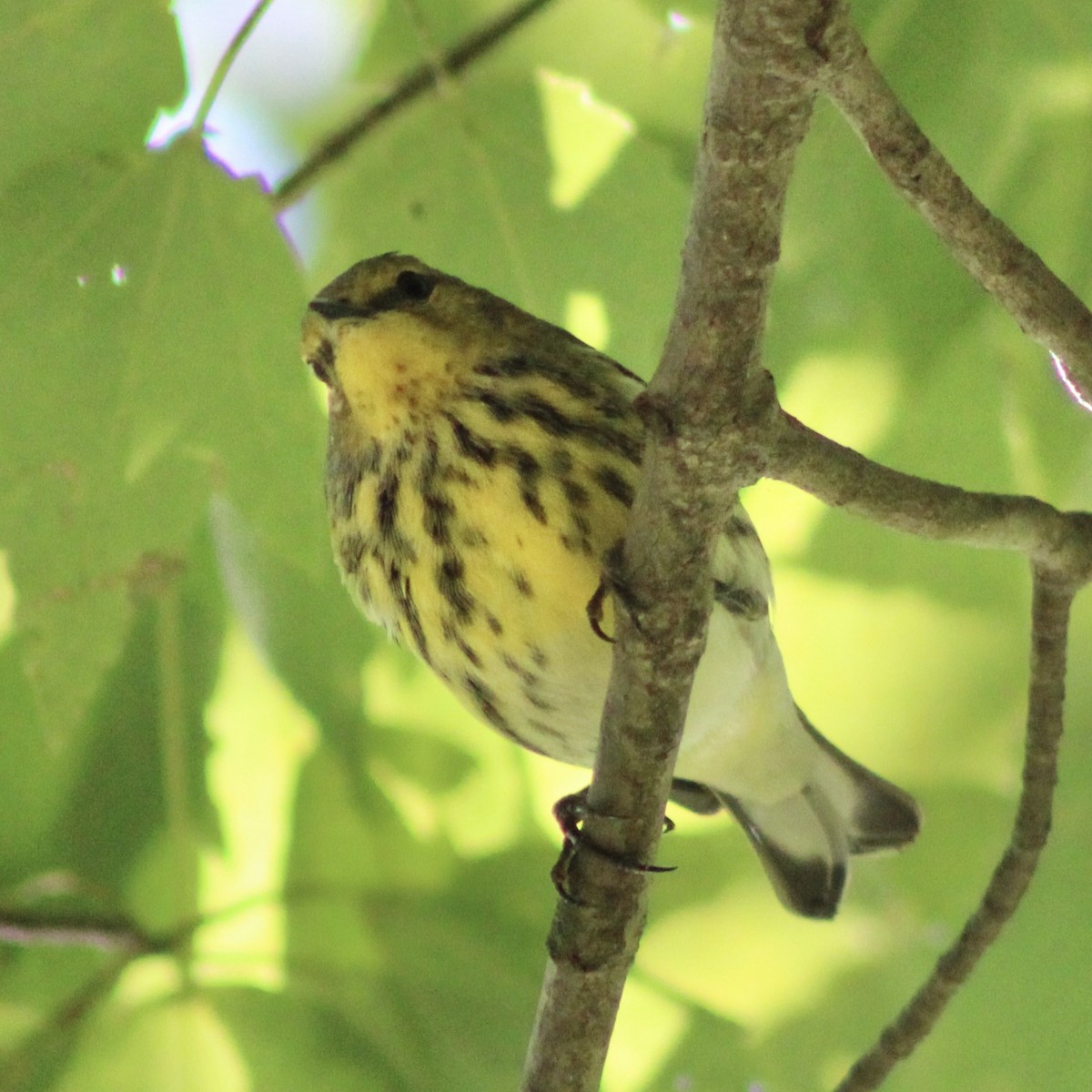 Cape May Warbler - ML610046585
