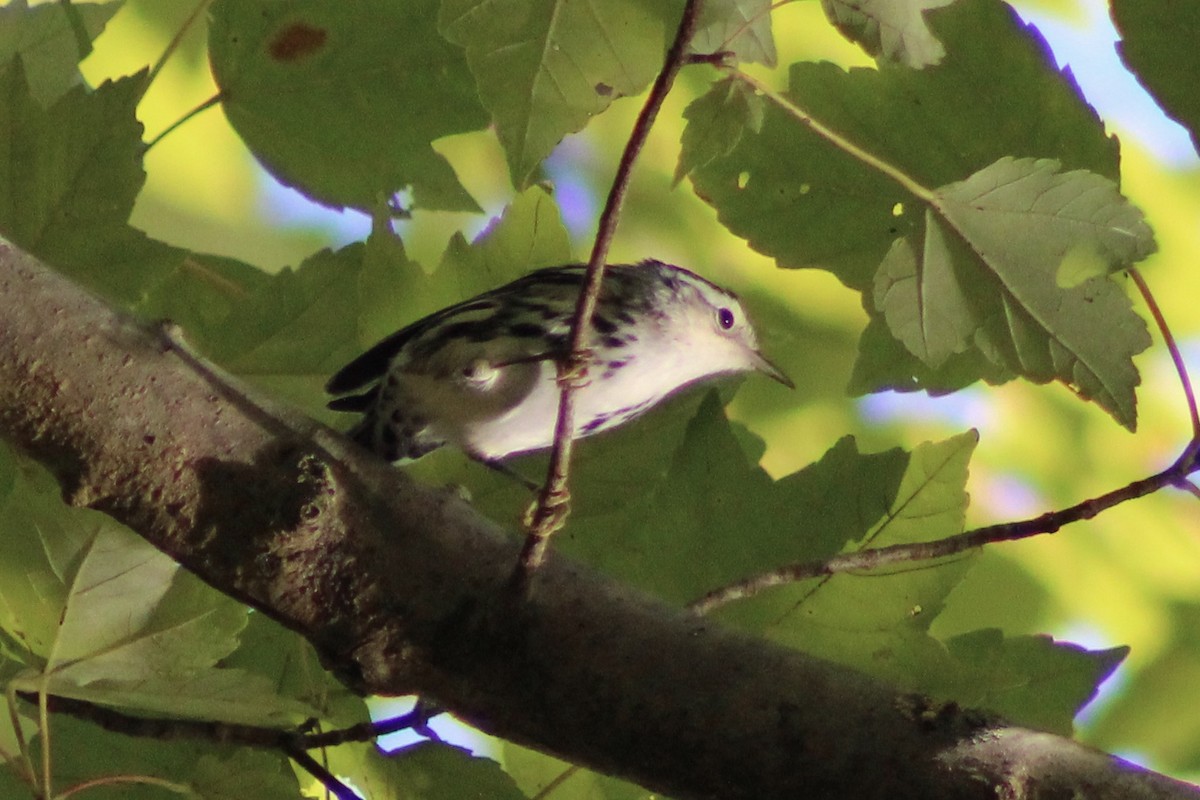Black-and-white Warbler - ML610046622