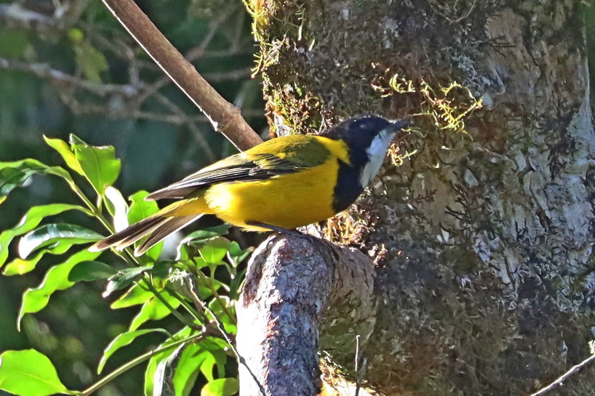 Golden Whistler - ML610046750