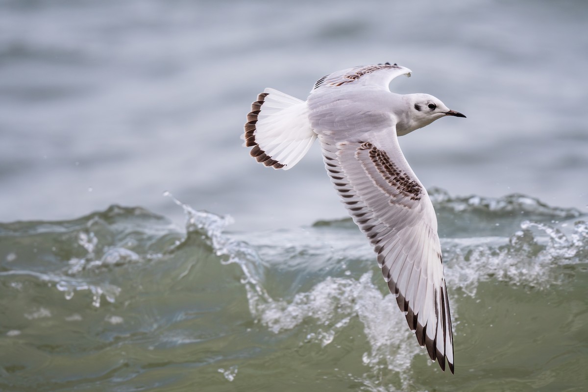 Bonaparte's Gull - ML610046918