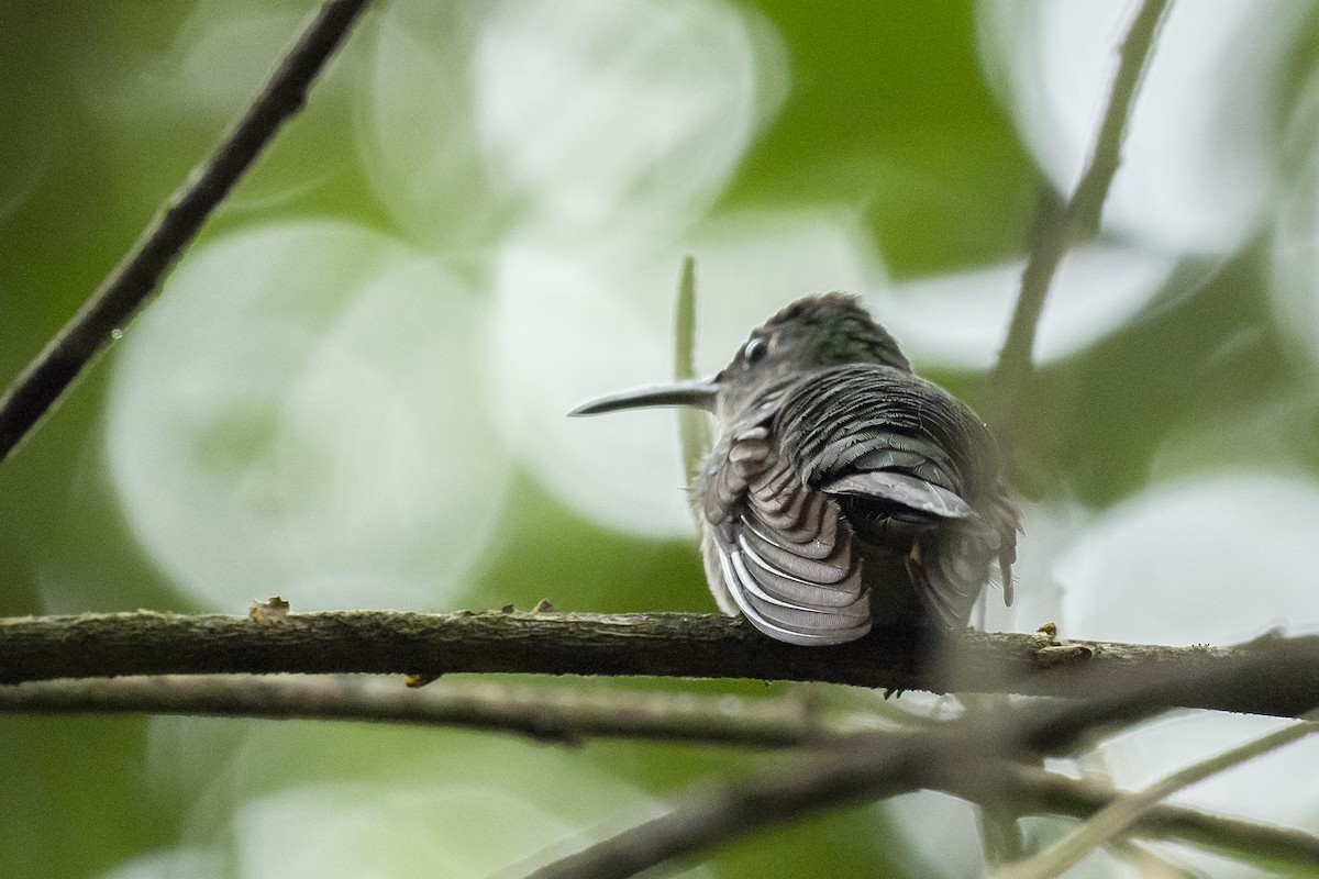 Колібрі-шаблекрил юкатанський (підвид curvipennis) - ML610046923