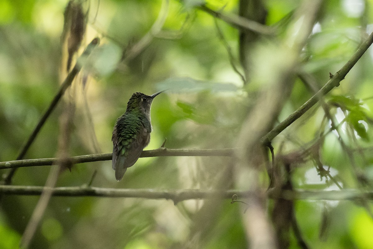 Kama Kuyruklu Kılıçkanat (curvipennis) - ML610046931