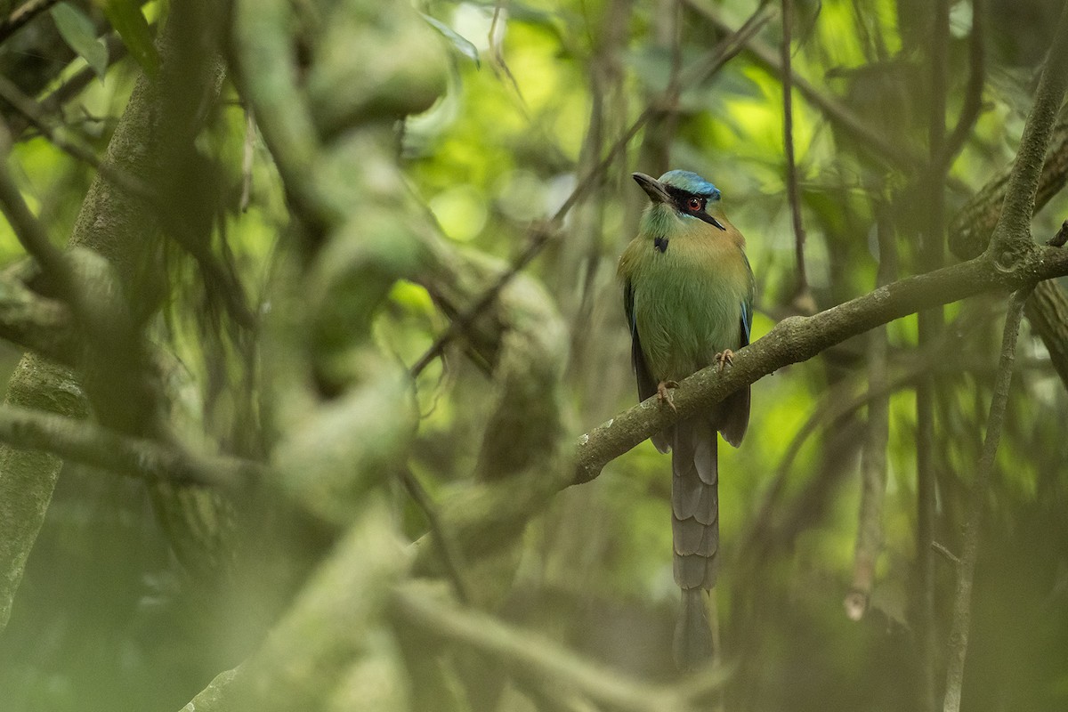 Blue-capped Motmot - ML610046956