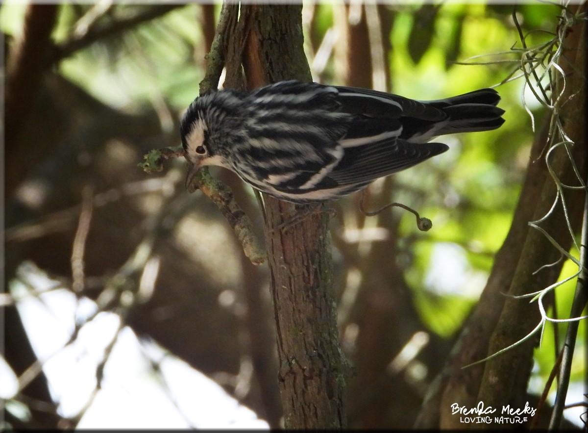 Black-and-white Warbler - ML610046957