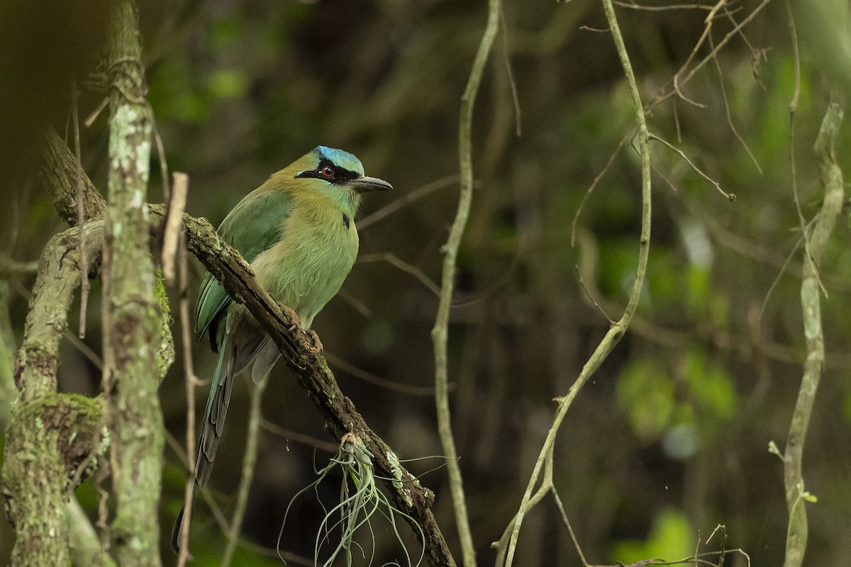 Blue-capped Motmot - Joshua Covill