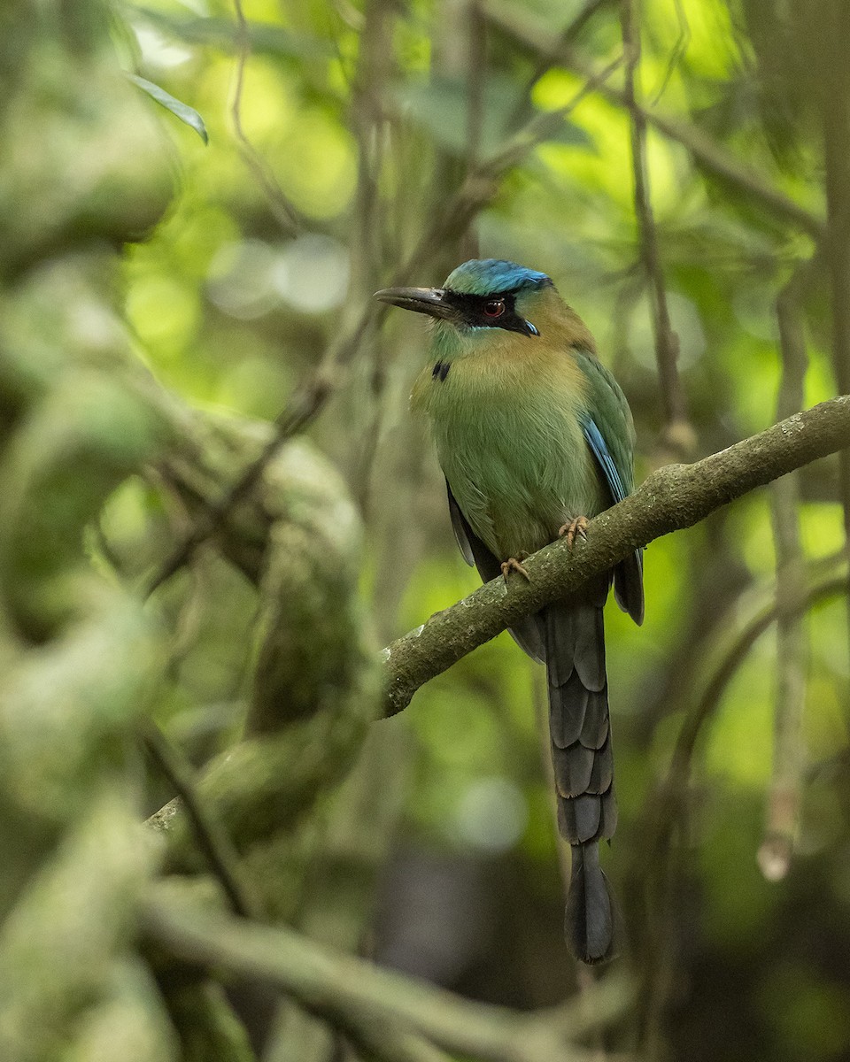 Motmot à tête bleue - ML610046960