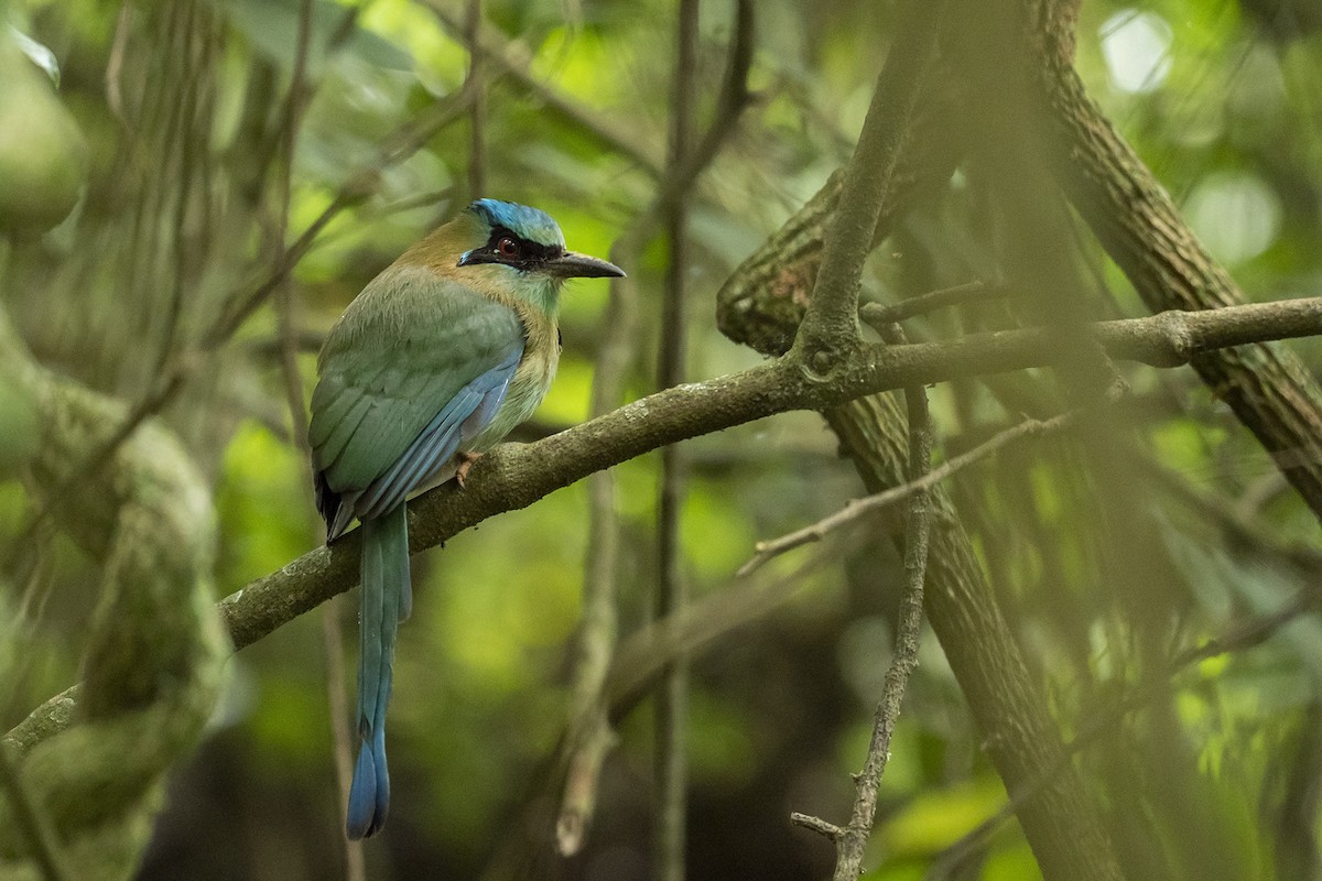 Blue-capped Motmot - ML610046961